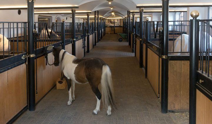 Equestrian CCTV