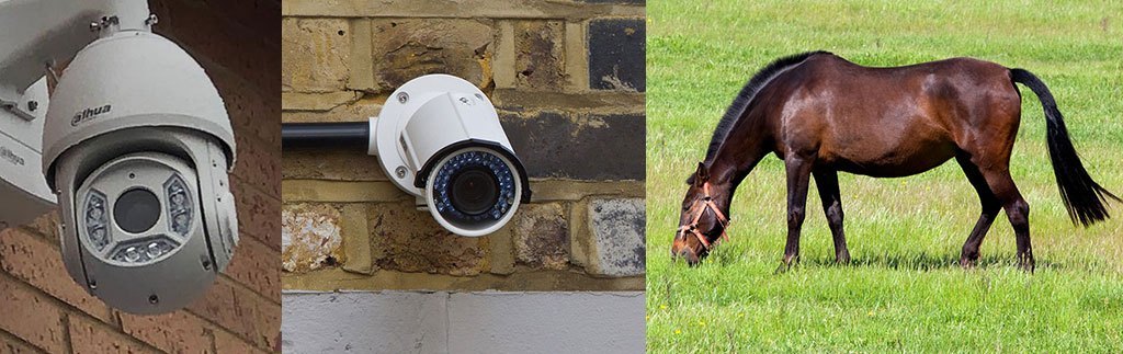 Horse Security Cameras